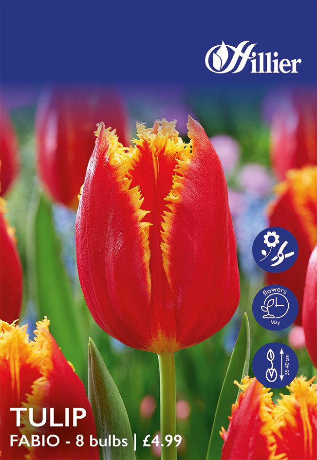8718641999684 1 Tulip Fabio Bulbs.jpg